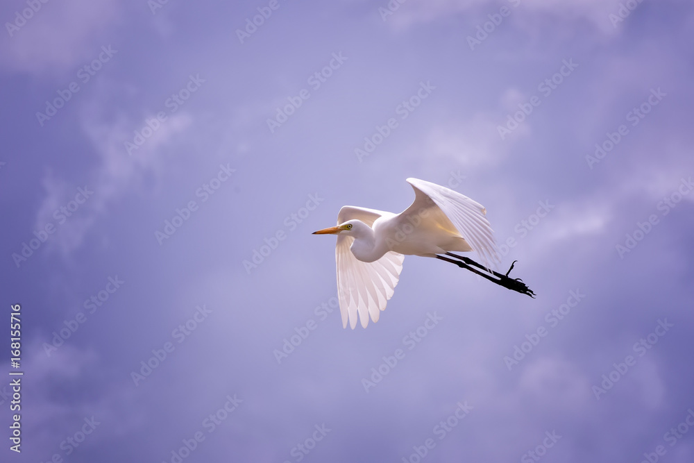 Single Flight Single Flight