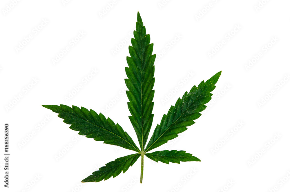 Leaf of the cannabis plant isolated on white Leaf of the cannabis plant isolated on white