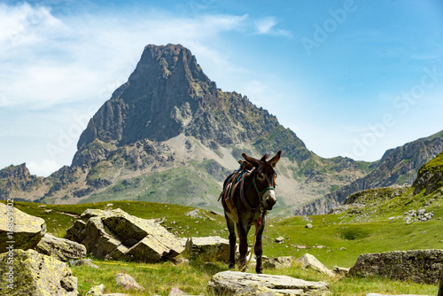 donkey with the Pic du Midi d'Ossau in the French Pyrenees