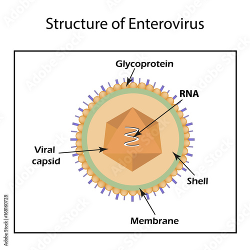 The structure of the enterovirus. Infographics. Vector illustration on isolated background photo