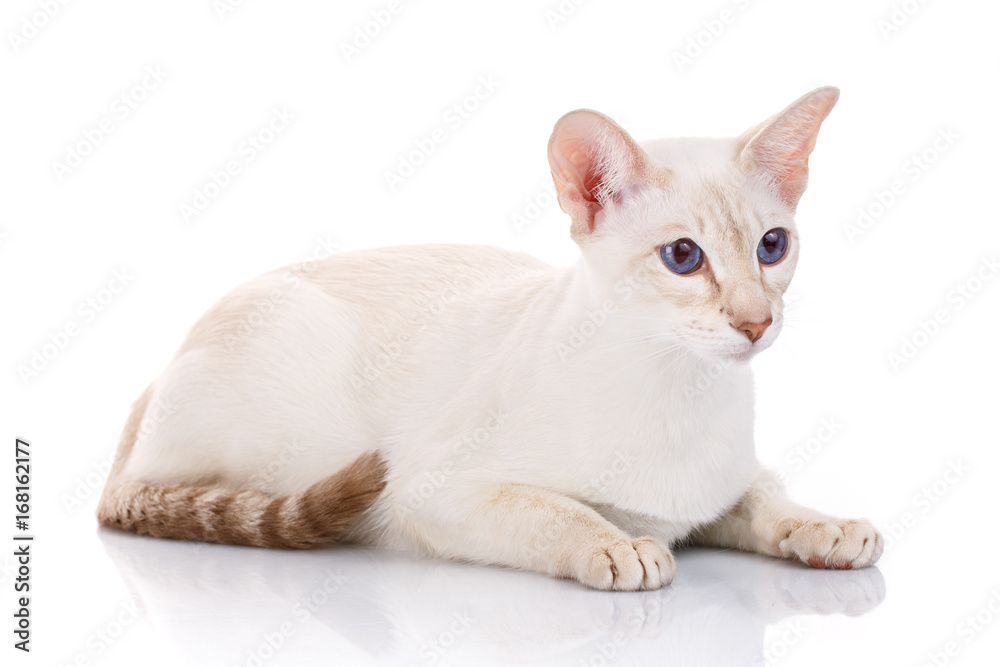 Siamese Cat on a white background