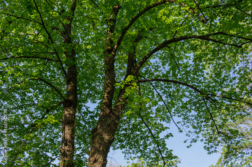 Fototapeta premium Branch of a tree and young green foliage