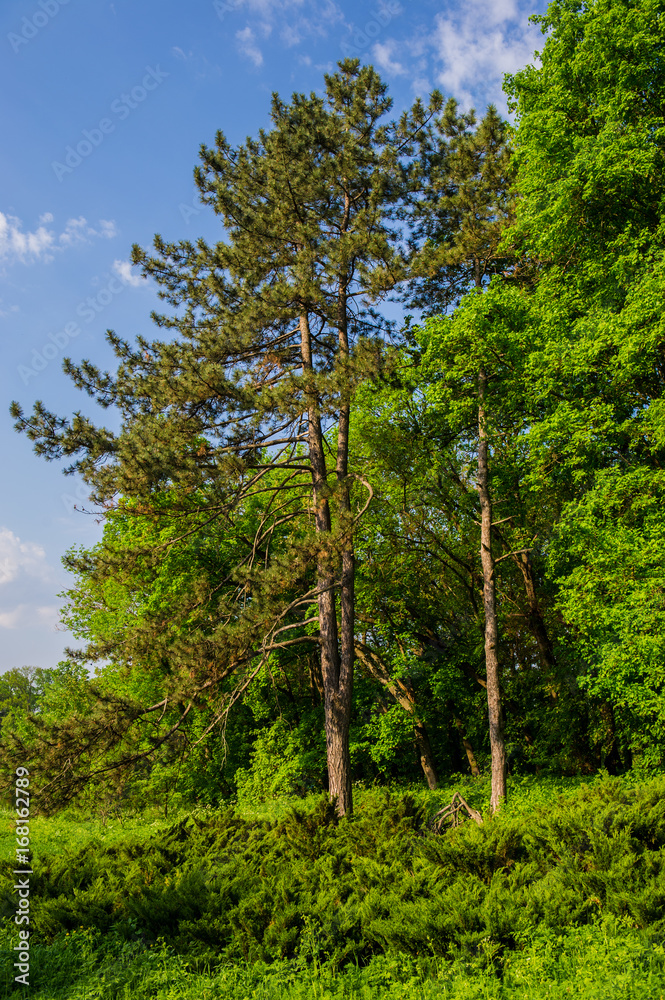 Fototapeta premium Tall pine trees