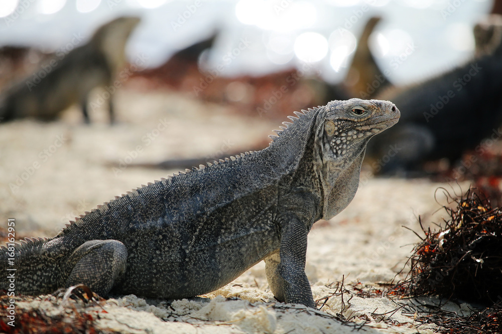 iguana lies on the beach white sand