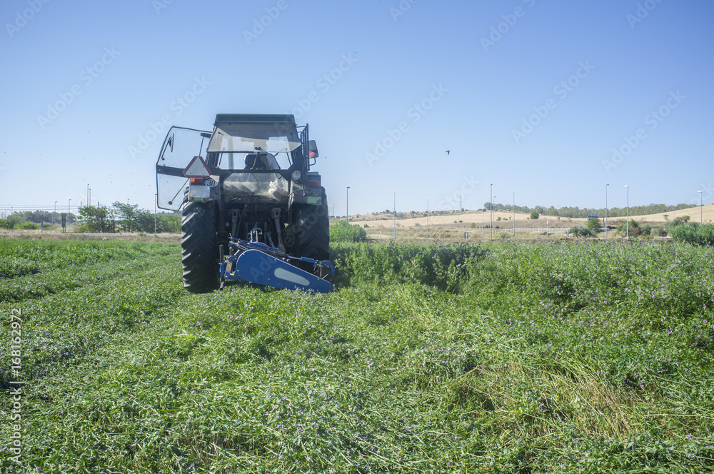 Fototapeta premium Tractor cutting and swathing alfalfa