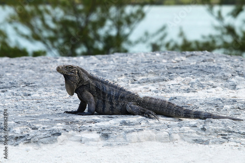 iguana lies on rocks and white sand