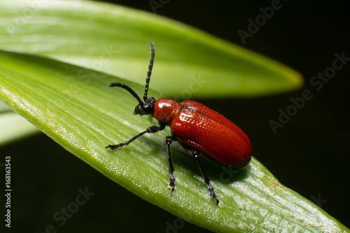 red beetle © Michal