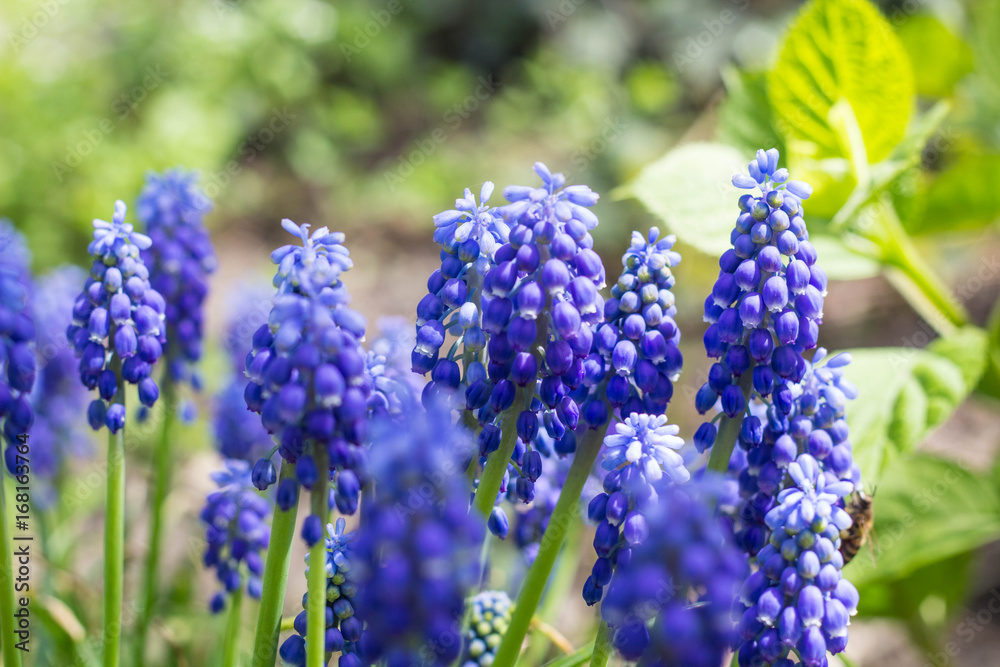 Many muscari blue flowers in green. Spring muscari hyacinth flowers Many muscari blue flowers in green. Spring muscari hyacinth flowers
