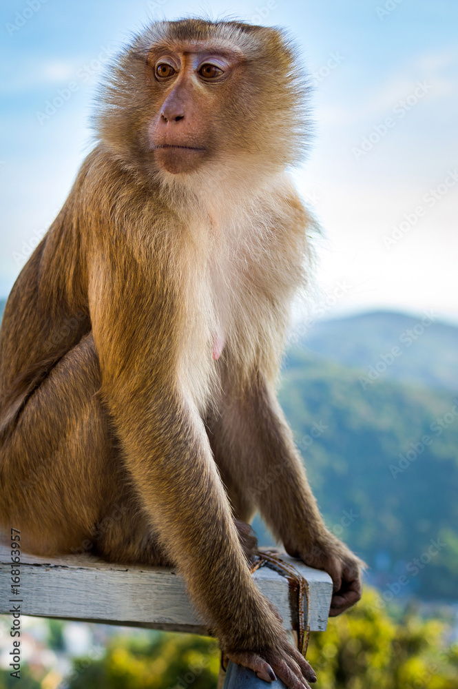 Portrait of monkey face by the the blue sky and mountains background