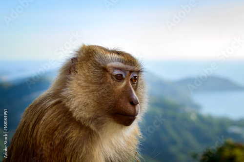 Portrait of monkey face by the the blue sky and mountains background © rostovdriver