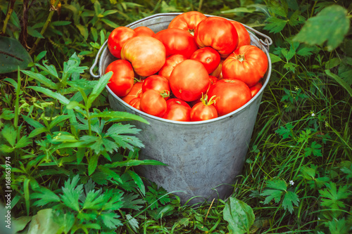 Bucket with vegetables on the grass
