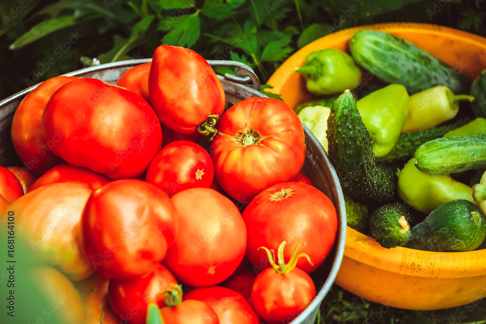 Vegetables in a basin on a grass