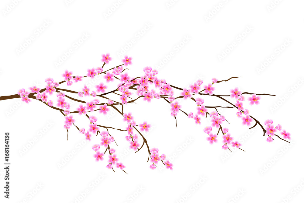 Horizontal spring branch of cherry blossoms, sakura with with pink flowers Horizontal spring branch of cherry blossoms, sakura with with pink flowers