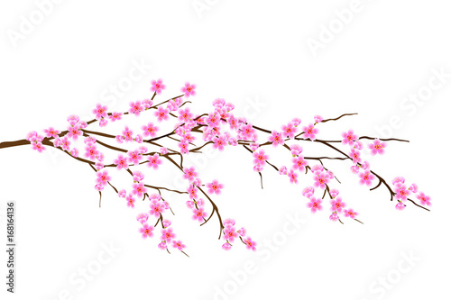 Horizontal spring branch of cherry blossoms, sakura with with pink flowers