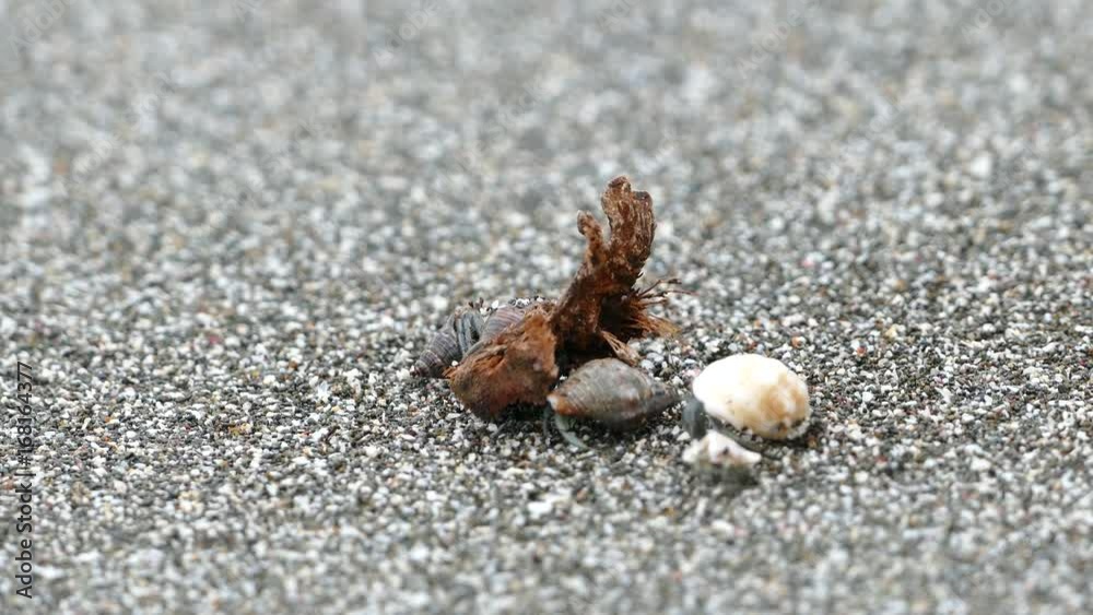 Hermit crab walking around at the beach in Montezuma Costa Rica Hermit crab walking around at the beach in Montezuma Costa Rica