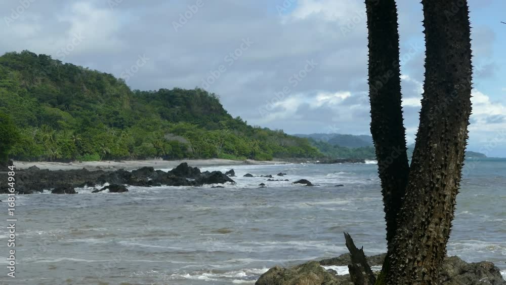 Silk floss tree at the coast of Montezuma Costa Rica Silk floss tree at the coast of Montezuma Costa Rica