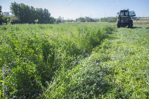 Foto Tractor cutting and swathing alfalfa