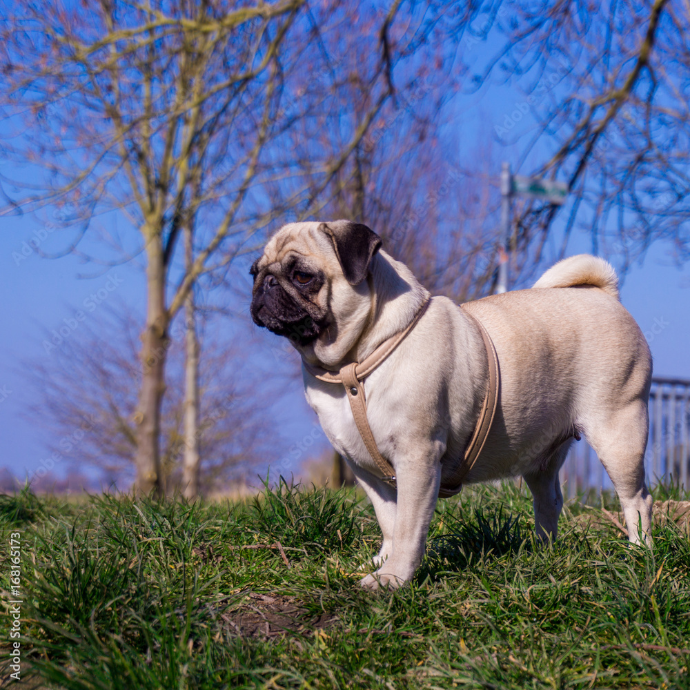  pug dog  in a summer park.