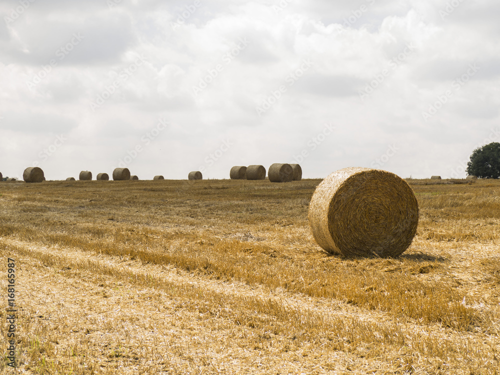 A field barley that has been harvested, hay rolls are scattered across it. A field barley that has been harvested, hay rolls are scattered across it.