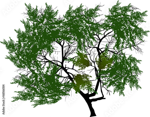 green isolated single lush tree illustration