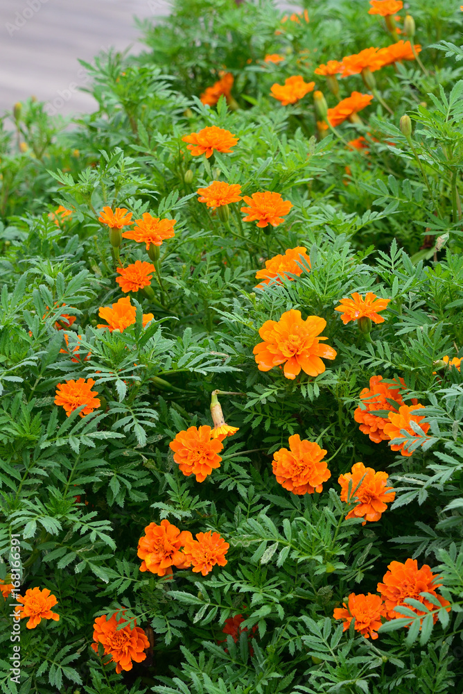 flower garden