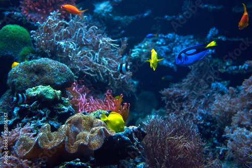 Fototapeta Naklejka Na Ścianę i Meble -  underwater background. Underwater scene. Underwater world. Underwater life landscape