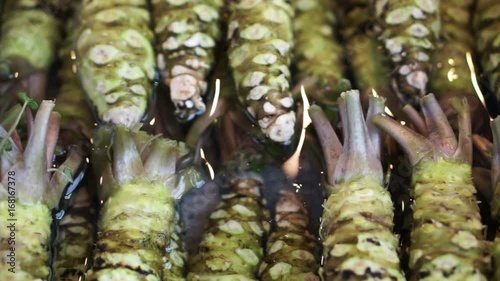 Fresh wasabi selling in Tsukiji fish market. Main ingredient for Japanese sushi nigiri food