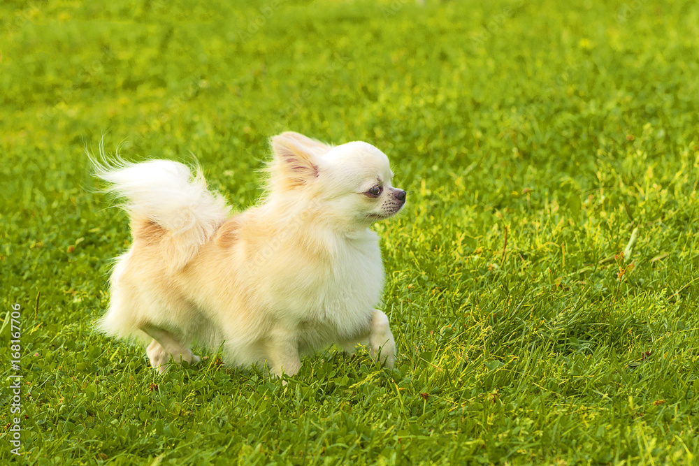 Dog Spitz Close-up