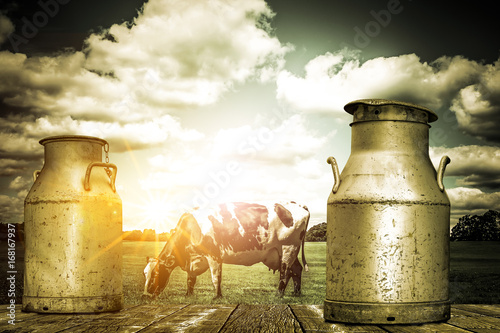 Schwarz/Weiße Kuh auf der Weide