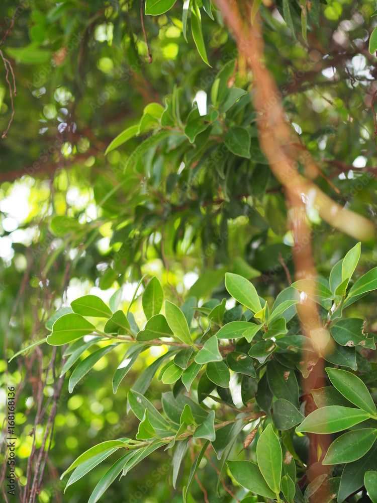 Green leaf branch tree bush with blurred brown hanging air root foreground Green leaf branch tree bush with blurred brown hanging air root foreground