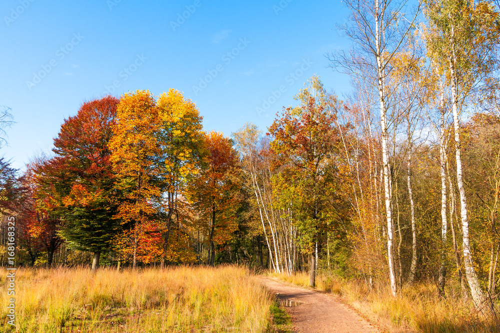 Golden autumn. Beautiful Autumnal park. Beauty nature scene. Autumn landscape Golden autumn. Beautiful Autumnal park. Beauty nature scene. Autumn landscape