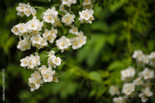 jasmine plant blooming