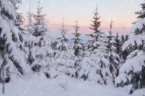 Snowy trees at the winter mountain hills © Nickolay Khoroshkov