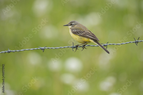 yellow wagtail