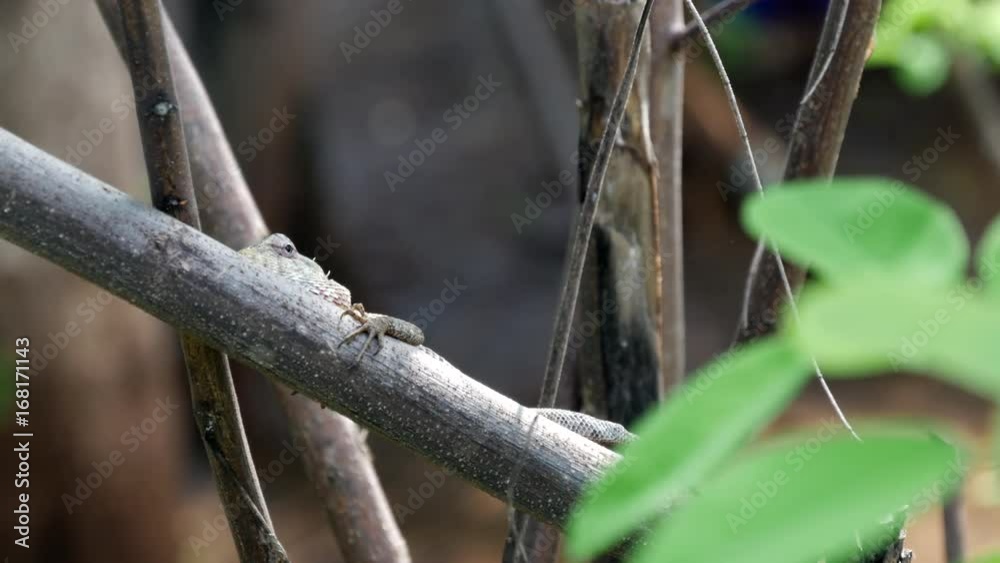 Calotes Indian Lizard in a tree in Central Province, Sri lanka Calotes Indian Lizard in a tree in Central Province, Sri lanka