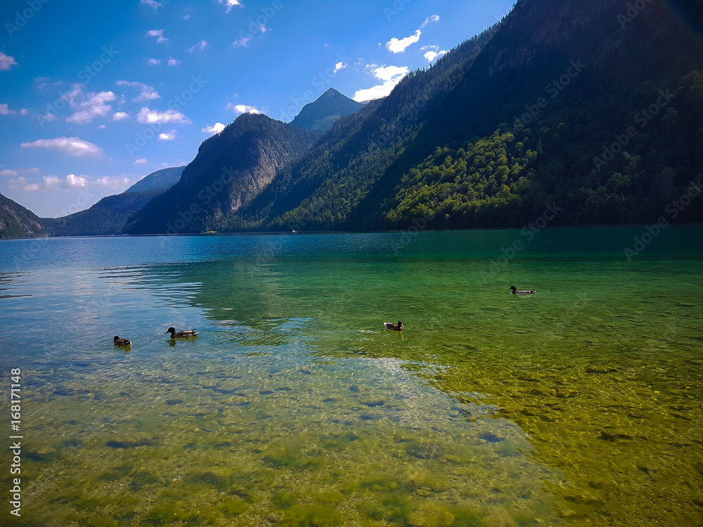 Ruhe und Gelassenheit. Enten auf dem klaren Königssee