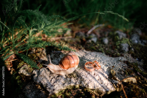 Wedding rings lie before a snail on the stone