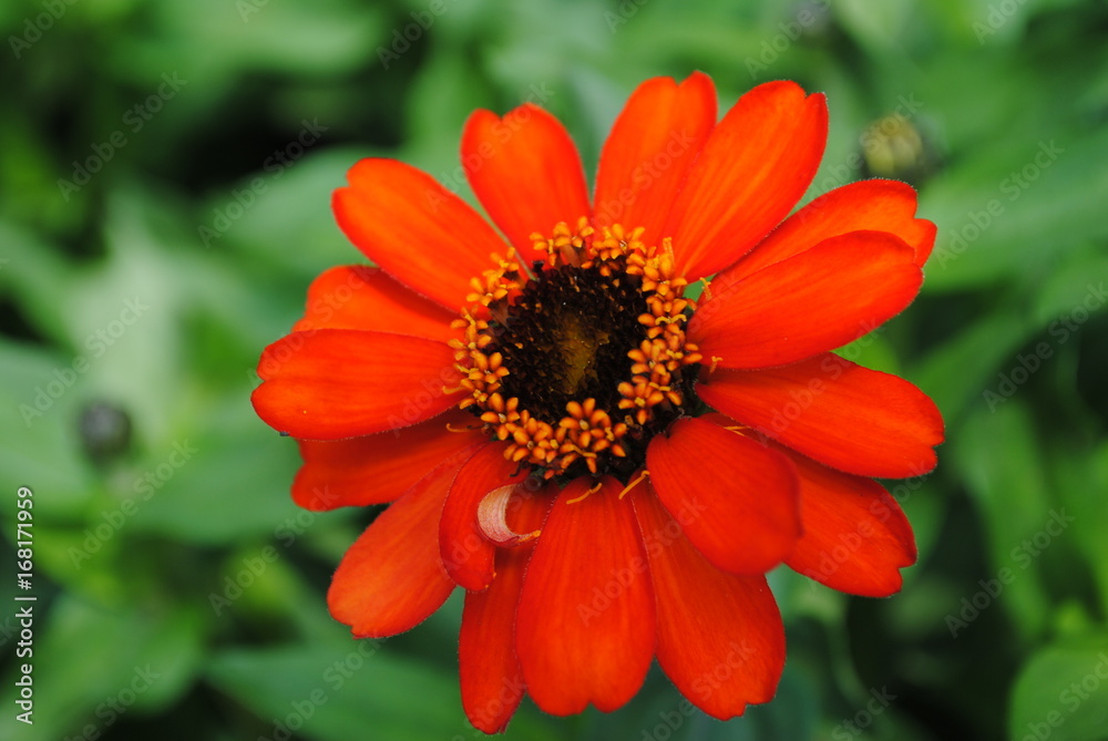 blume blume