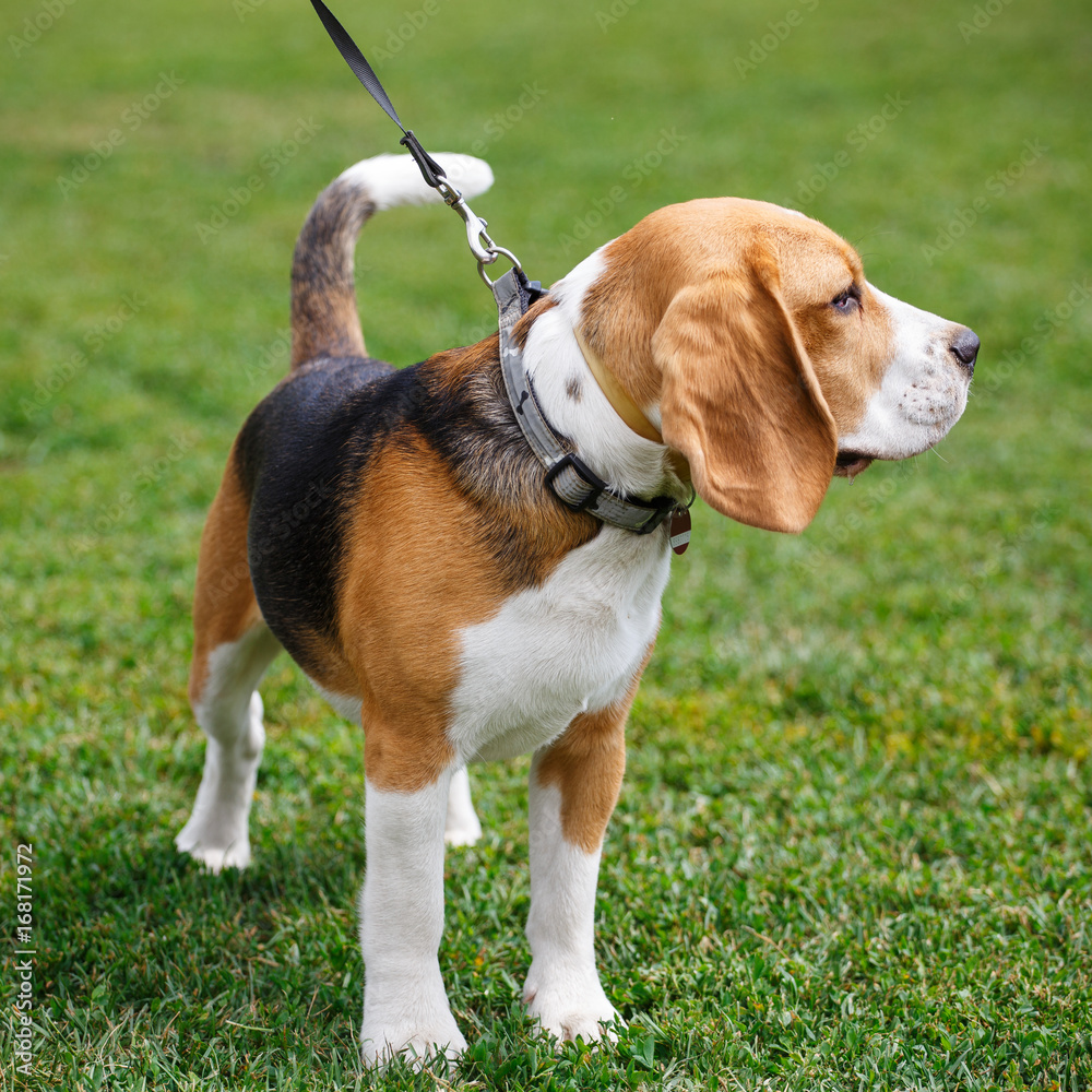 Beagle dog walking on the grass