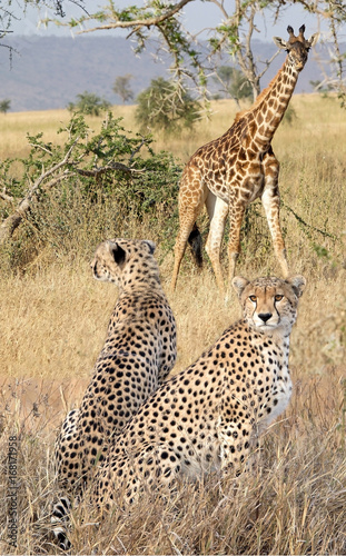 Cheetahs and giraffe photo