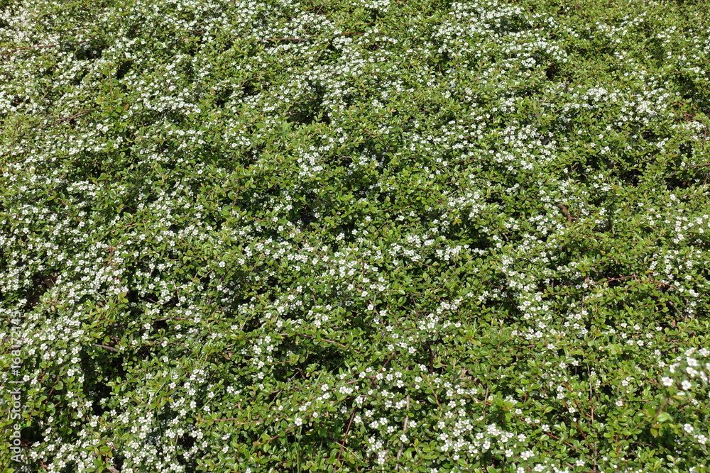 White flowers of Cotoneaster horizontalis in spring