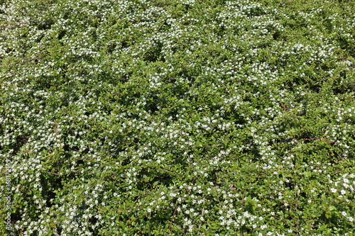 White flowers of Cotoneaster horizontalis in spring photo