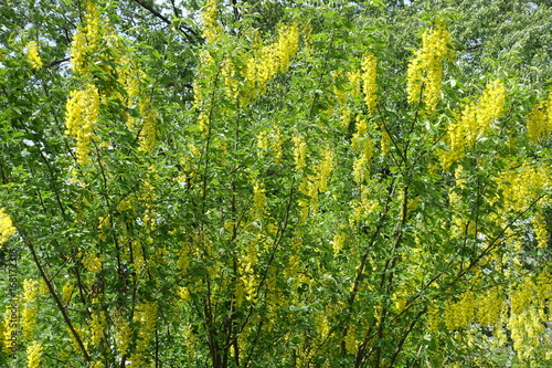 Large shrub of Laburnum anagyroides in full bloom
