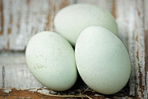 Blue eggs Araucana  photo