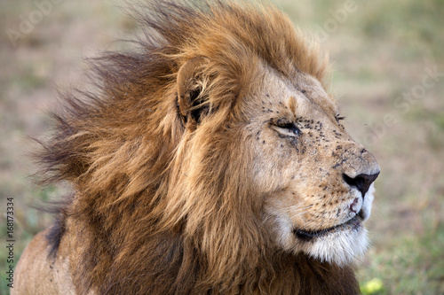African lion  Panthera leo 