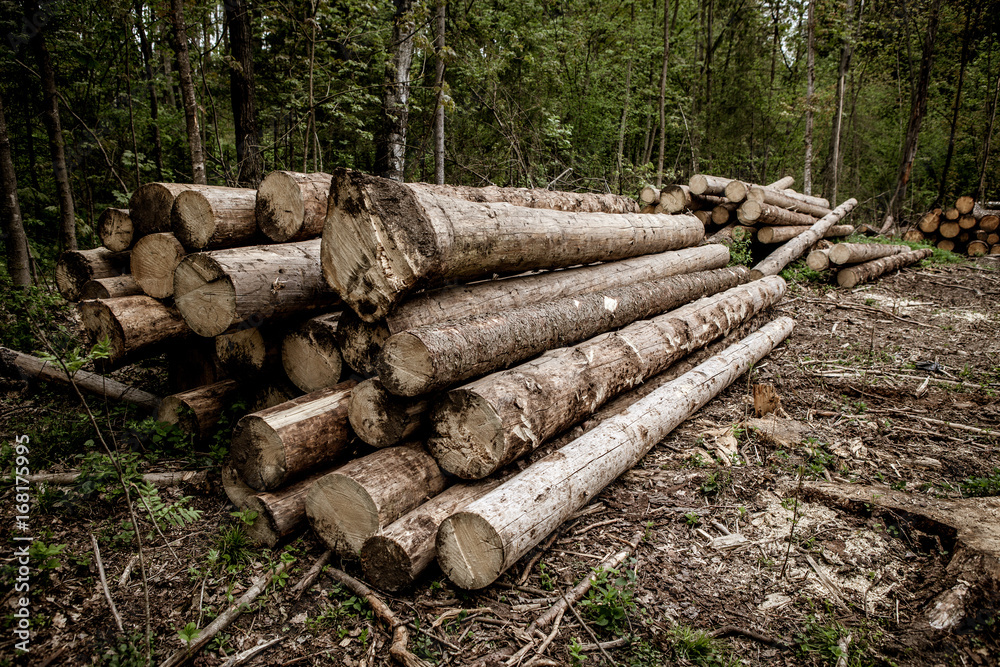 Wooden Logs with Forest on Background Trunks of trees cut and stacked in the foreground, green forest in the background Wooden Logs with Forest on Background Trunks of trees cut and stacked in the foreground, green forest in the background