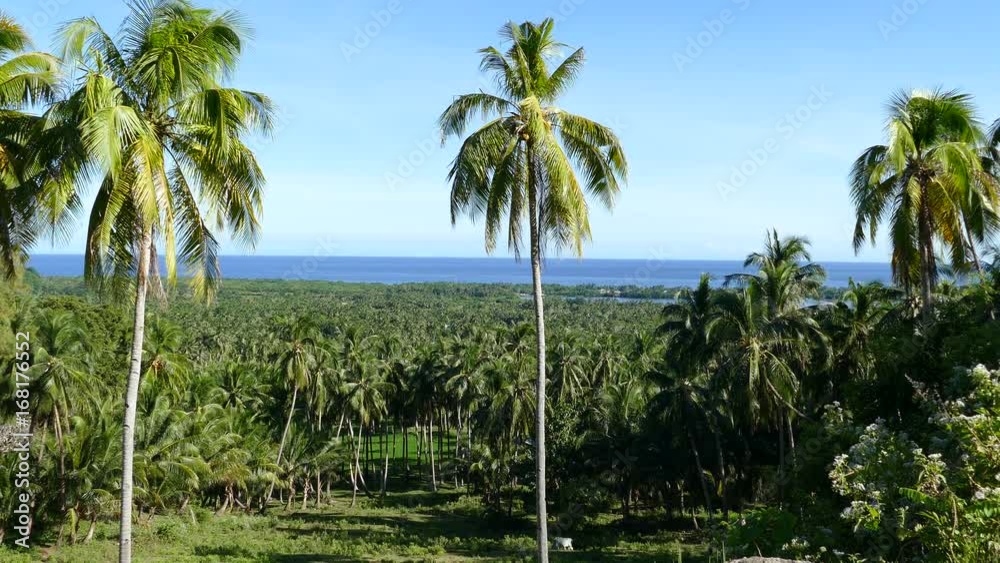 Palmtrees, farmland and the ocean seen from the hills of Anda Bohol the Philippines Palmtrees, farmland and the ocean seen from the hills of Anda Bohol the Philippines