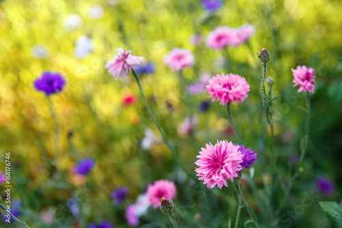 Beautiful meadow field with wild flowers. Spring Wildflowers closeup. Health care concept. Rural field. Alternative medicine. Environment