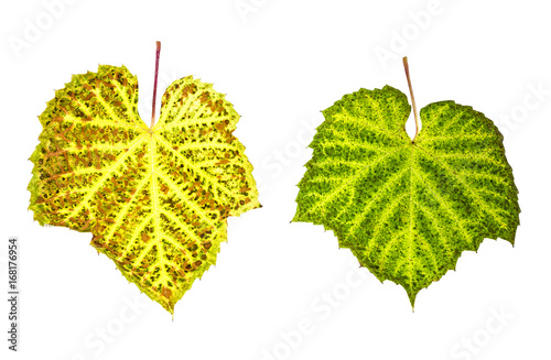 Vine leaf, apex, colourful, blade