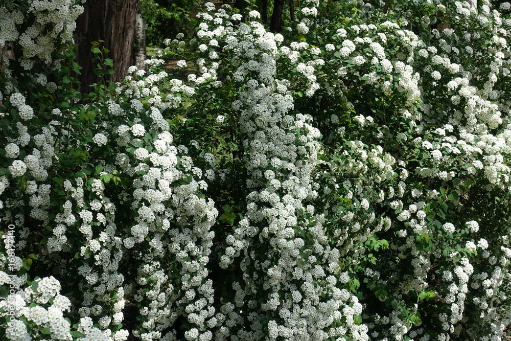 Pendulous branches of spirea covered with flowers Pendulous branches of spirea covered with flowers